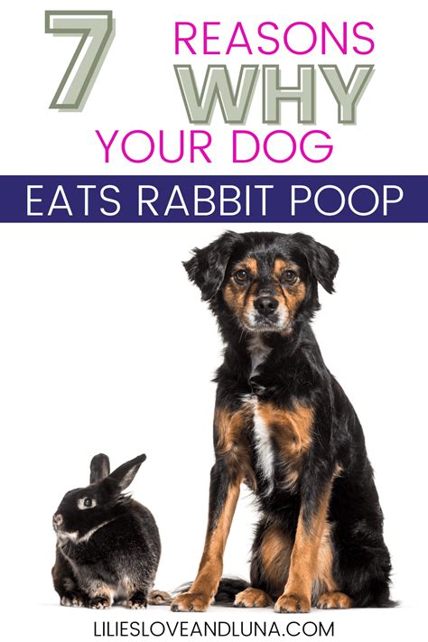 puppy eating rabbit poop